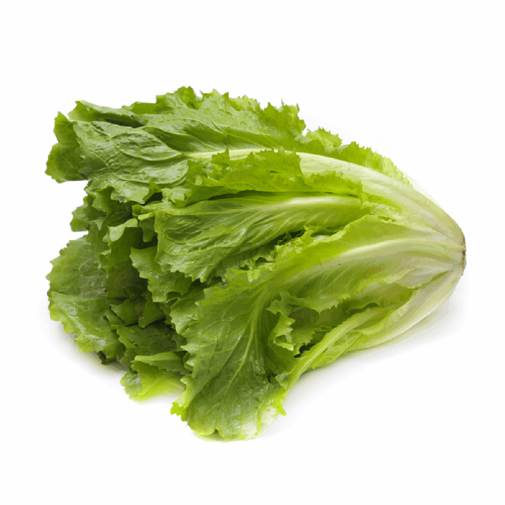 SCAROLA LISCIA AL PEZZO
