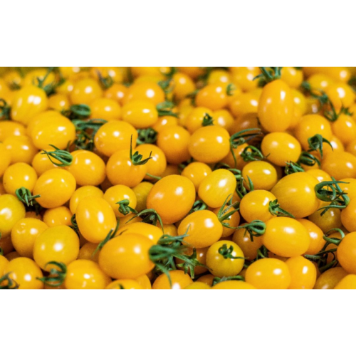 POMOD.DATTER.GIALLI VASCHETTA X500GR